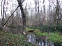 Lebensraum des Scharlachkäfers in einem Auenwald