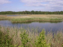 Lebensraum des Breitrands in Lettland