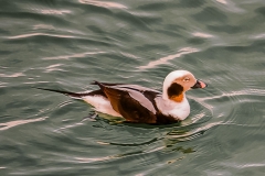 Eisente (Clangula hyemalis)