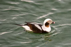 Eisentenerpel (Clangula hyemalis)