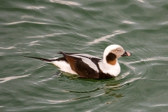 Eisentenerpel (Clangula hyemalis)