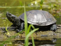 Europäische Sumpfschildkröte