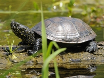 Europäische Sumpfschildkröte