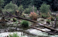 Sumpfschildkröten-Gewässer in Brandenburg