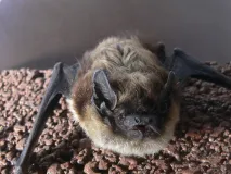 Nordfledermaus