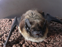 Nordfledermaus