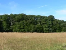 Lebensraum der Nordfledermaus