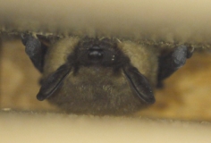 Breitflügelfledermaus