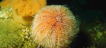 Stone reef densely overgrown with sea anemones and an edible sea urchin