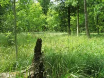 Lebensraum Eschen-Scheckenfalter