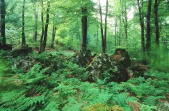 Lebensraum der Wildkatze.