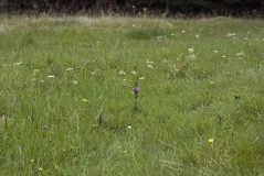 Lebensraum Böhmischer Enzian