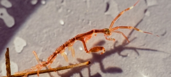 Gespensterkrebs (Caprella mutica), seit 2004 in deutschen Gewässern