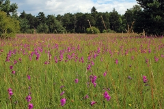 Lebensraum Gladiolus palustris