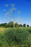 Lebensraum Haarstrangwurzeleule