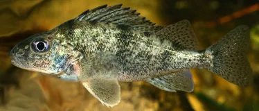 Donau-Kaulbarsch