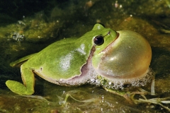 Laubfrosch