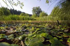 Lebensraum des Laubfrosches