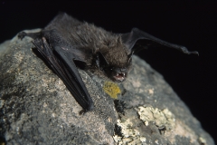 Alpenfledermaus