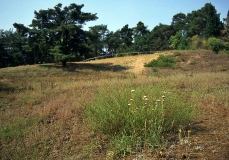 Lebensraum der Sand-Silberscharte