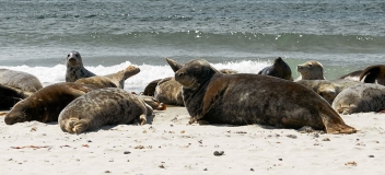 Kegelrobben (Halichoerus grypus) an der Wasserkante