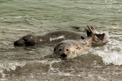 Kegelrobbenpaar (Halichoerus grypus) vor Helgoland.