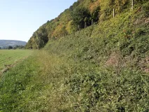 Zauneidechsenlebensraum im Wesertal