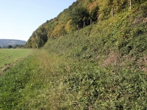 Zauneidechsenlebensraum im Wesertal