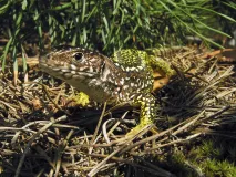 Östliche Smaragdeidechse