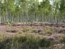 Lebensraum der Östlichen Smaragdeidechse 