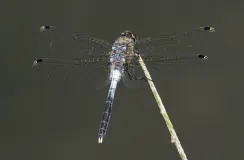 Östliche Moosjungfer