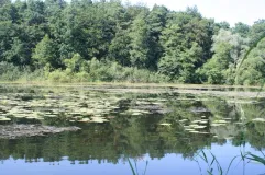 Lebensraum der Zierlichen Moosjungfer in Brandenburg