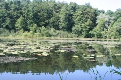 Lebensraum der Zierlichen Moosjungfer in Brandenburg