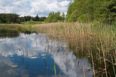 Lebensraum der Großen Moosjungfer