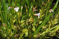 Liegendes Büchsenkraut