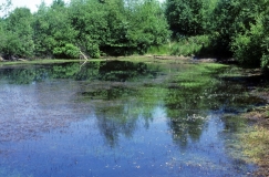 Lebensraum des Schwimmenden Froschkrauts