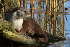 Fischotter