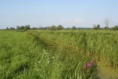 Lebensraum des Großen Feuerfalters