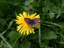 Blauschillernder Feuerfalter