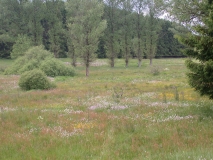 Lebensraum des Blauschillernden Feuerfalters