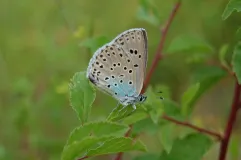 Quendel-Ameisenbläuling