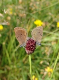 Paarung des Dunklen Wiesenknopf-Ameisenbläulings