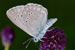 Heller Wiesenknopf-Ameisenbläuling