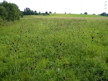 Lebensraum des Hellen Wiesenknopf-Ameisenbläulings