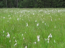 Seggen- und binsenreiche Nasswiese, Mehlbachmoos