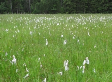 Seggen- und binsenreiche Nasswiese, Mehlbachmoos