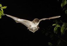 Langflügelfledermaus im Flug