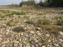 Lebensraum Bodensee-Vergissmeinnicht