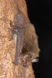 Nymphenfledermaus