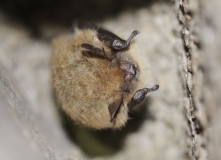 Große Bartfledermaus